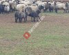 گوسفند رومانوف برای فروش