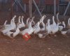 Acıpayam Yüksekova Merinos koyunları Çin kazı brahma tavuk çiftliği