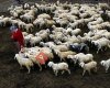 Adana İli Damızlık Koyun Keçi Yetiştiricileri Birliği