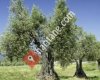 Adana Organik Sofralık Zeytin / Zeytinyağı