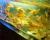Adiyaman Pet Shop