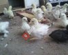 Adıyaman satlık süs tavukları