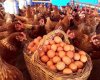 Afyon yarka yumurta tavukları