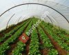 Akava organik tarım