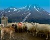 Aksaray Damızlık Koyun Keçi Yetiştiricileri Birliği