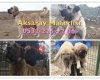 Aksaray Malaklısı Üretim Çiftliği
