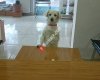 Aksoy petshop sorgun
