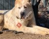 Alabai  / Caucasian Shepherd Turkey
