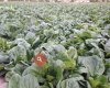 ALAY TARIM Market