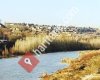 AMED / SUR