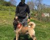 American Akita Breeders-FCI-KIF