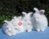 angora (ankara) tavşanı