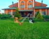 Ankara Canine College