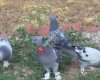 Ankara Çubuk Oyun Kuşu