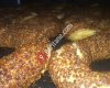 Ankara Simit Fırını Ve Unlu Mamülleri