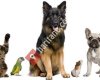 Antakya Evde işyerlerinde köpek egitimi