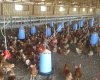 Antalya Dogal Çiftlik Yarka Tavuk