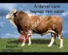 Ardahan canlı hayvan alım satım