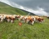 Ardahan hayvan pazarı Murat 05375601136