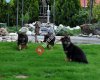 Arel Kennels Alman Çoban Köpeği Üretimi & Profesyonel Köpek Eğitim Merkezi