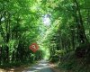 Arjantin Tango Ormanı - Argentina Tango Forest