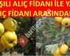 Aşılı Alıç Fidanı ve Meyvesi