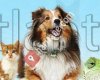 Atlantik Petshop Hayvan Galerisi