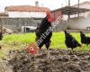 Australorp