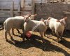 Avşar Şarole - charollais Damızlık Koyun Çiftliği