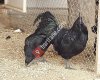 Ayam Cemani Türkiye