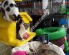Ayvalık Pet Shop