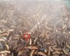 Ayvalik Su Urunleri San Ve Tic Ltd Sti