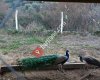 Ayyıldız Çiftliği