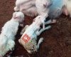 Badilli Saanen Keçi işletmesi