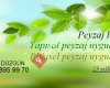 Bahçe Peyzaj