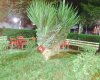 Barış park & Aile çay bahçesi