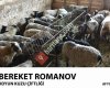 Bereket Romanov Koyun Kuzu Çiftliği Afyon Bolvadin