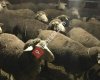 Bergama Dikili Kınık Süt Birliği İthal Damızlık Koyun Satişı