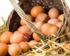 Berke Gezen Tavuk Yumurtaları
