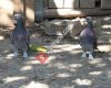 Beypazarı Taklacı Güvercinler