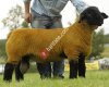 Bilgin Grup Livestock