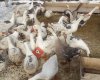 Bitlis van tavuk ve kaz canlı hayvan pazarlama
