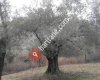 Bozköy Köyü Muhtarlığı