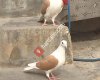 Bozova Renkli Güvercin Kuşçuları