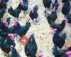 Budaklar Astralop Köy Yumurtasi Çiftliği