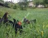 Bursa Dağ Yöresi Köy Yumurtası