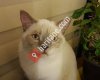 Bursa kedi pansiyonu - pembe patiler