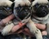 BURSA PUG
