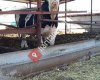 Büyük ve küçük baş hayvancılık