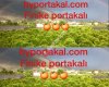 Byportakal.com